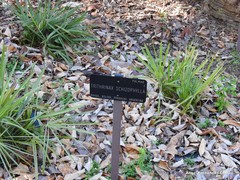 Trithrinax schizophylla