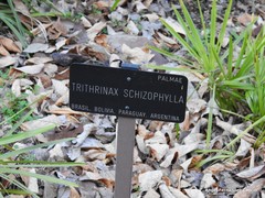 Trithrinax schizophylla