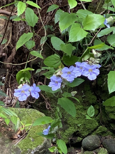 Thunbergia grandiflora image