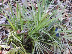 Trithrinax schizophylla