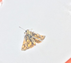 Taractrocerini