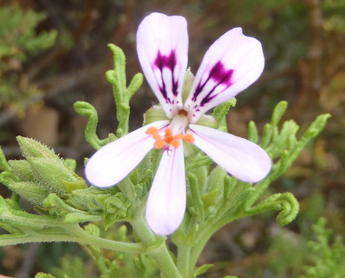 Rasp-leaf pelargonium (Pelargonium radens)
