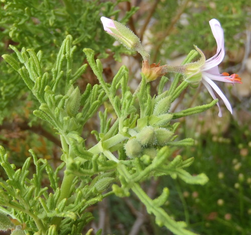 Pelargonium radens, photograph 3