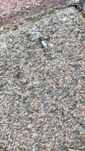 背视图图像 - Elad Hakak