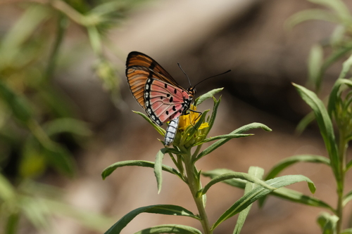 Suffused Acraea