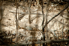 Callopistes flavipunctatus