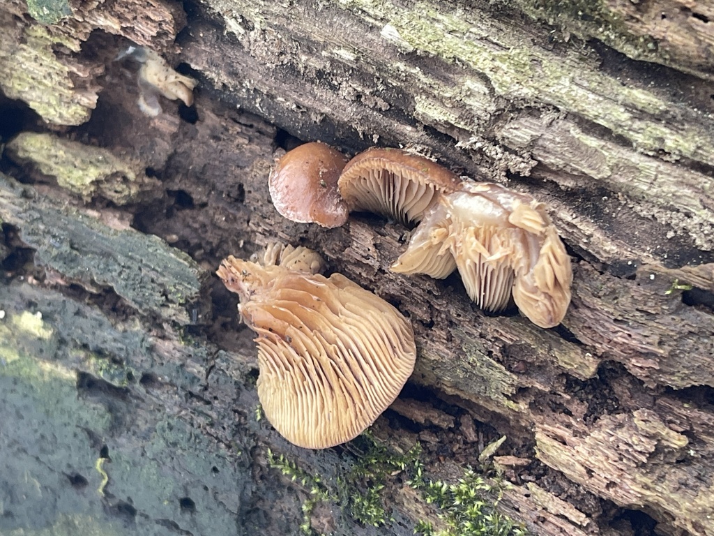 Sarcomyxa serotina · February 2026 · photo: © peterboyer (iNaturalist, cc-by)