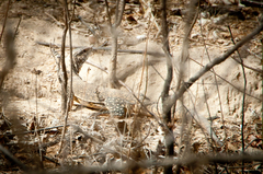 Callopistes flavipunctatus