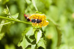 Dysdercus albofasciatus