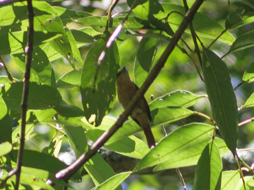 Chestnut-crowned Becard (Pachyramphus castaneus), photo 5