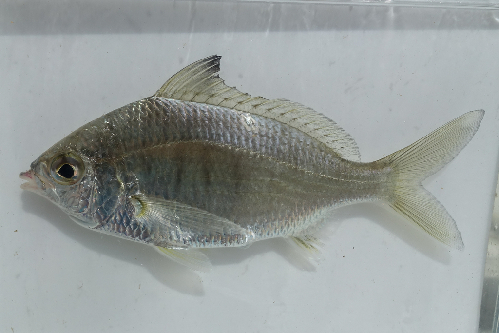 Banded Silverbiddy