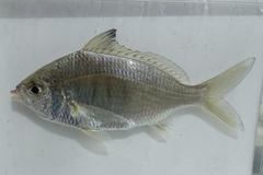 Banded Silverbiddy photo 1