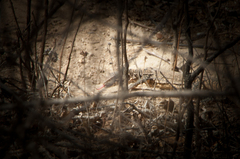 Callopistes flavipunctatus