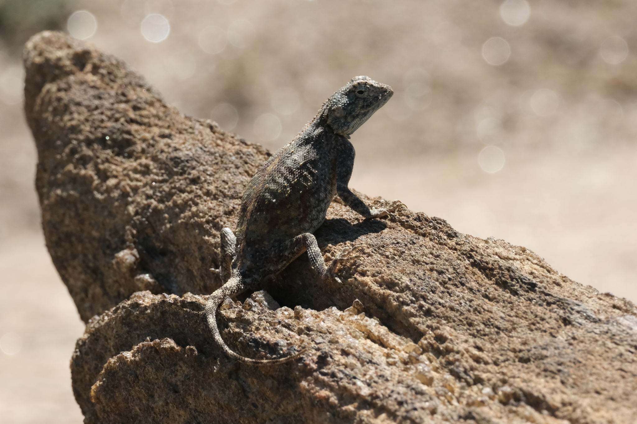 Agama anchietae Bocage, 1896