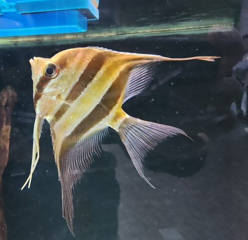 Altum angelfish (Pterophyllum altum) — Cichlidae — 2