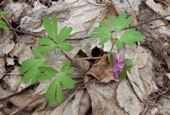 Corydalis intermedia