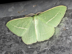 Chlorocoma stereota