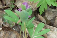 Corydalis intermedia