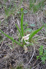 Colchicum bulbocodium versicolor