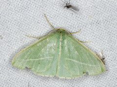 Chlorocoma stereota