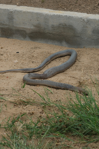 Anchieta's Cobra