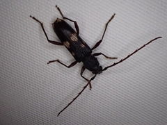 Phoracantha punctata