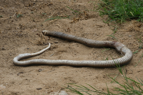 Anchieta's Cobra