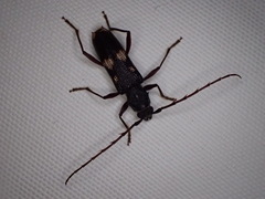 Phoracantha punctata