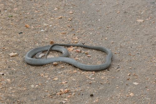 Boomslang