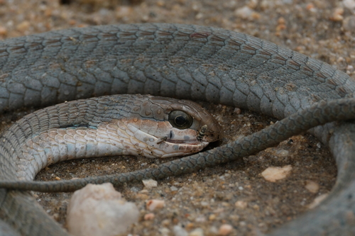 Boomslang