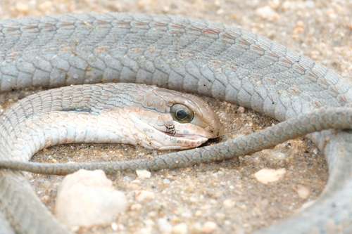 Boomslang