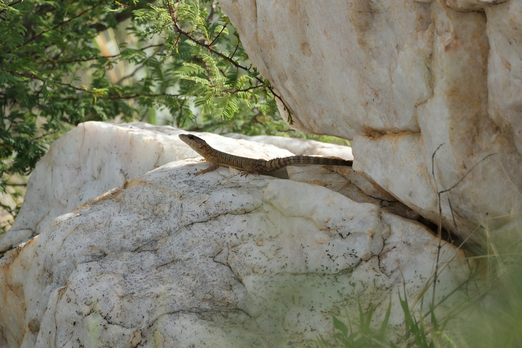 Jordan’s Girdled Lizard