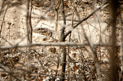 Callopistes flavipunctatus