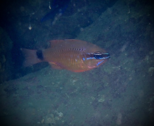 Fleurieu-kardinaalbaars (Ostorhinchus fleurieu) — Apogonidae — 5