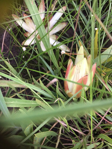 Protea paludosa image