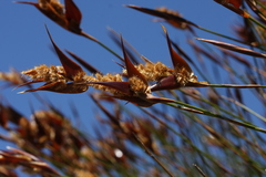 Ceratocaryum decipiens