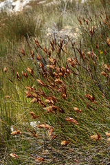 Ceratocaryum decipiens