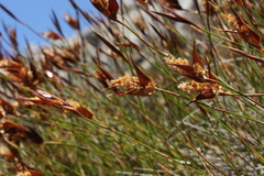 Ceratocaryum decipiens