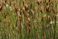 Ceratocaryum decipiens