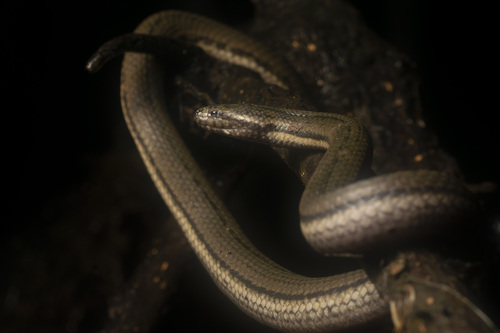 Mocquard's Swamp Snake