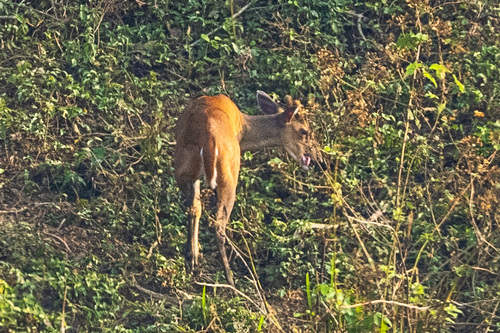Northern Red Muntjac