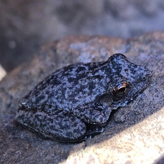 Litoria meiriana