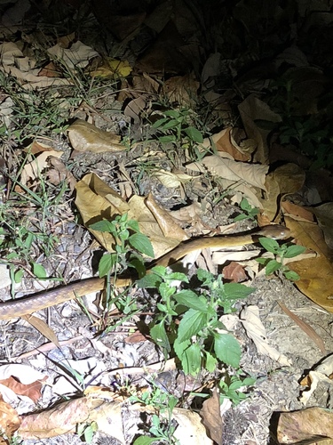 Brown Tree Snake sighting