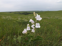 Penstemon cobaea