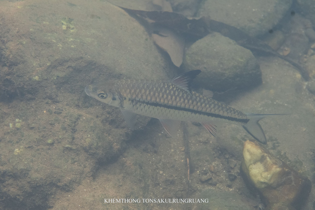 Poropuntius melanogrammus