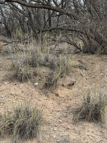big sacaton (Sporobolus wrightii)