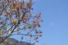 Sorbus tianschanica