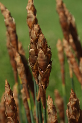Elegia thyrsoidea