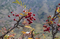 Sorbus tianschanica