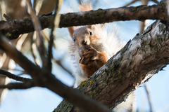 Sciurus vulgaris